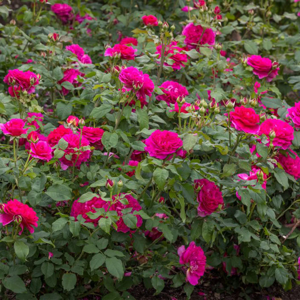 David Austin® Gabriel Oak⢠Rose Shrub - Image 3