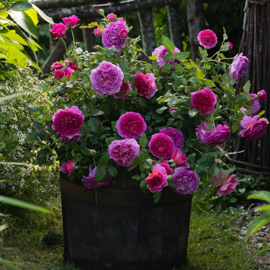 David Austin® Gabriel Oak⢠Rose Shrub - Image 4