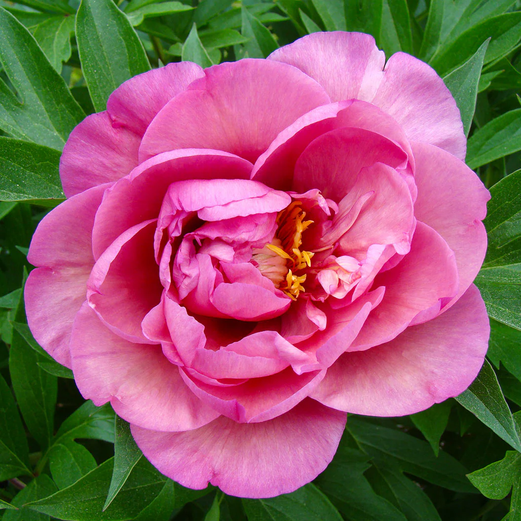Garden Candy® Double Bubble Pink™ Itoh Peony Plant - Image 2