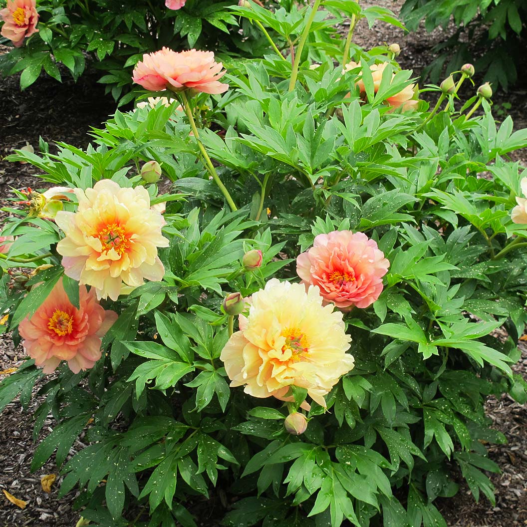 Garden Candy® Summer Sunset™ Itoh Peony Plant - Image 2