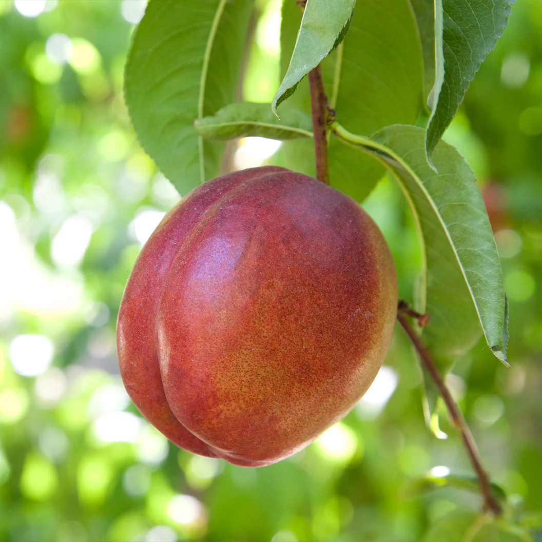 Garden Delight Nectarine Tree - Image 3