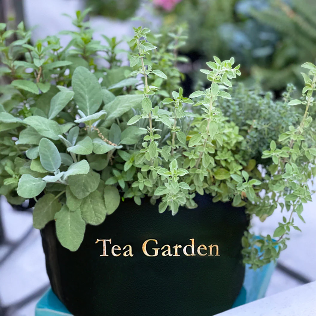 Gardenuity® Tea Garden Kit with Tea Brewer Mug - Image 6