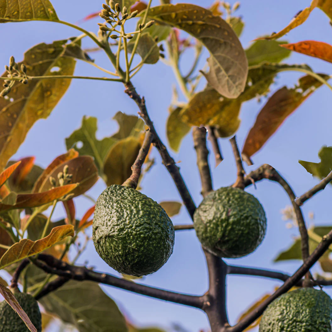 Gem Avocado Tree - Image 2