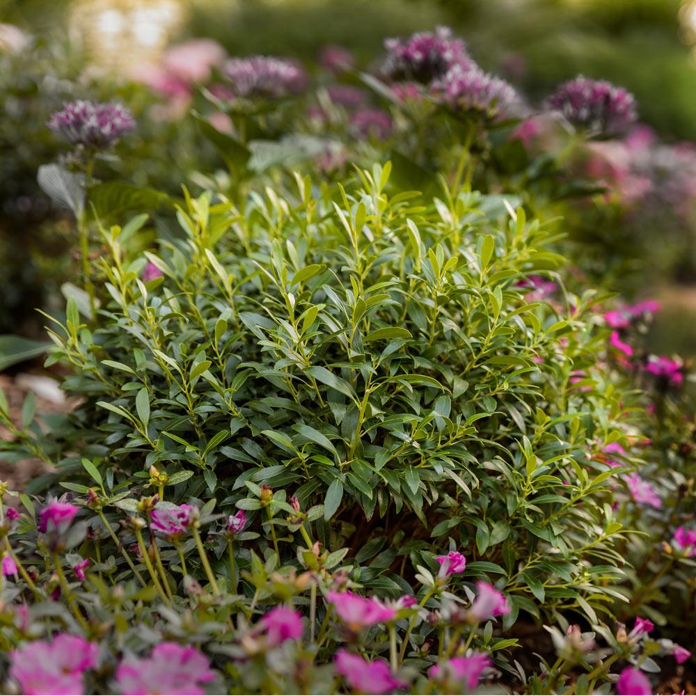 Proven Winners® Gem Box® Holly Shrub - Image 2