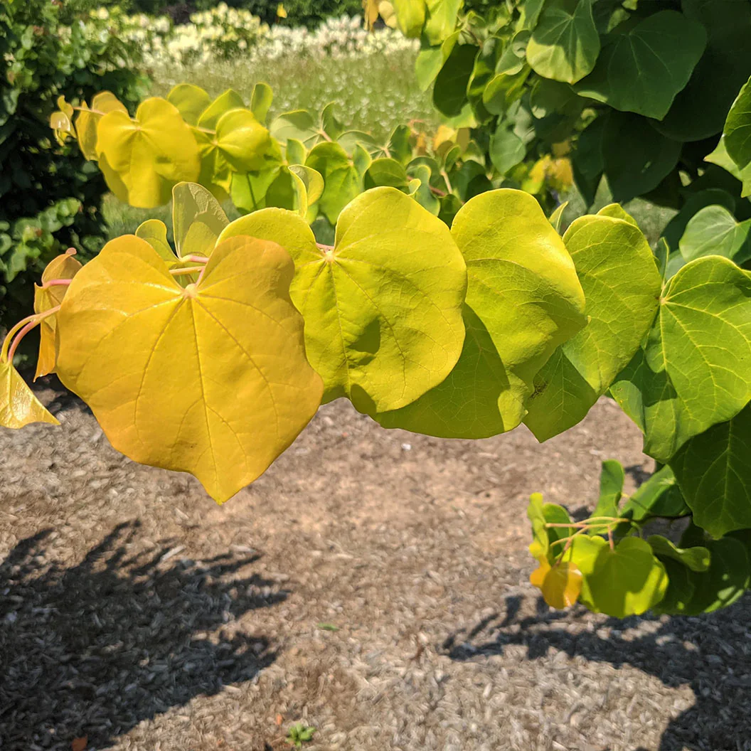 Gilded HeartsĀ® Texas Redbud Tree