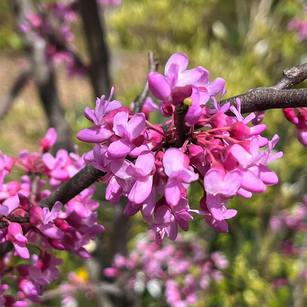 Gilded HeartsĀ® Texas Redbud Tree - Image 3
