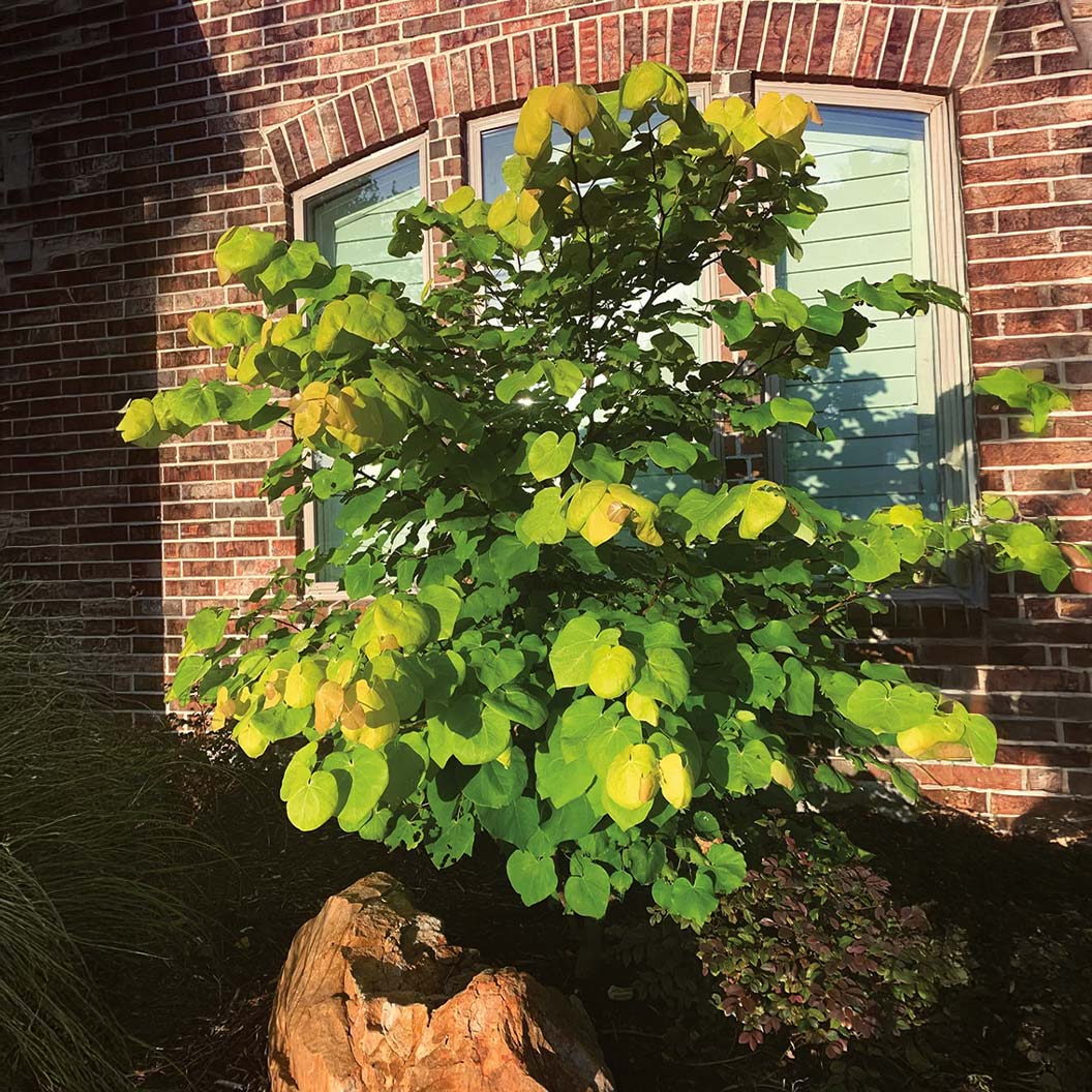 Gilded HeartsĀ® Texas Redbud Tree - Image 4