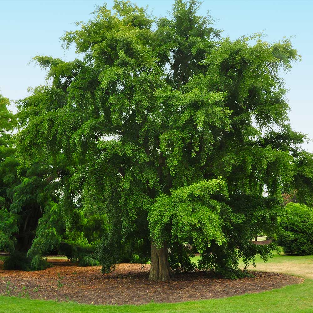 Ginkgo Tree - Image 3