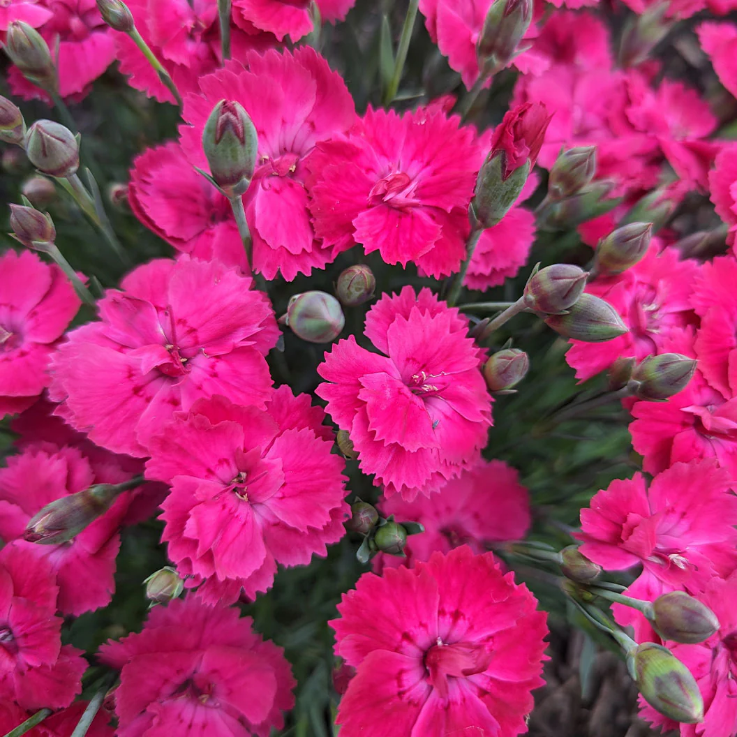 Glamour Time⢠Dianthus Plant