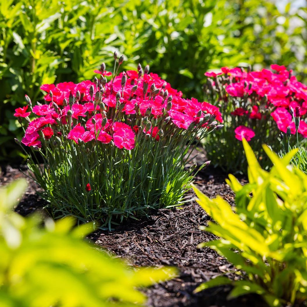 Glamour Time⢠Dianthus Plant - Image 3