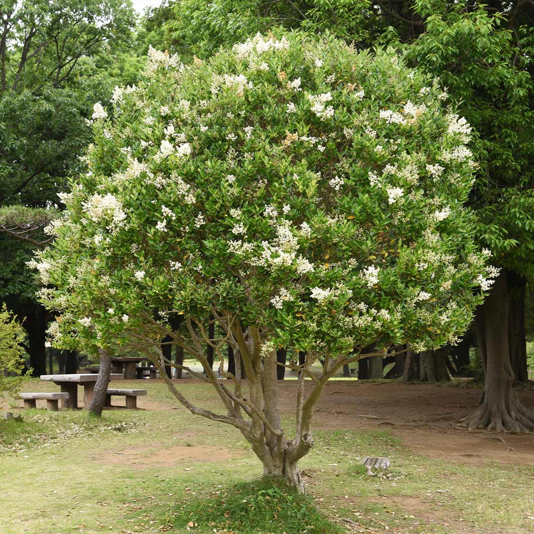 Glossy Privet Bush - Image 3