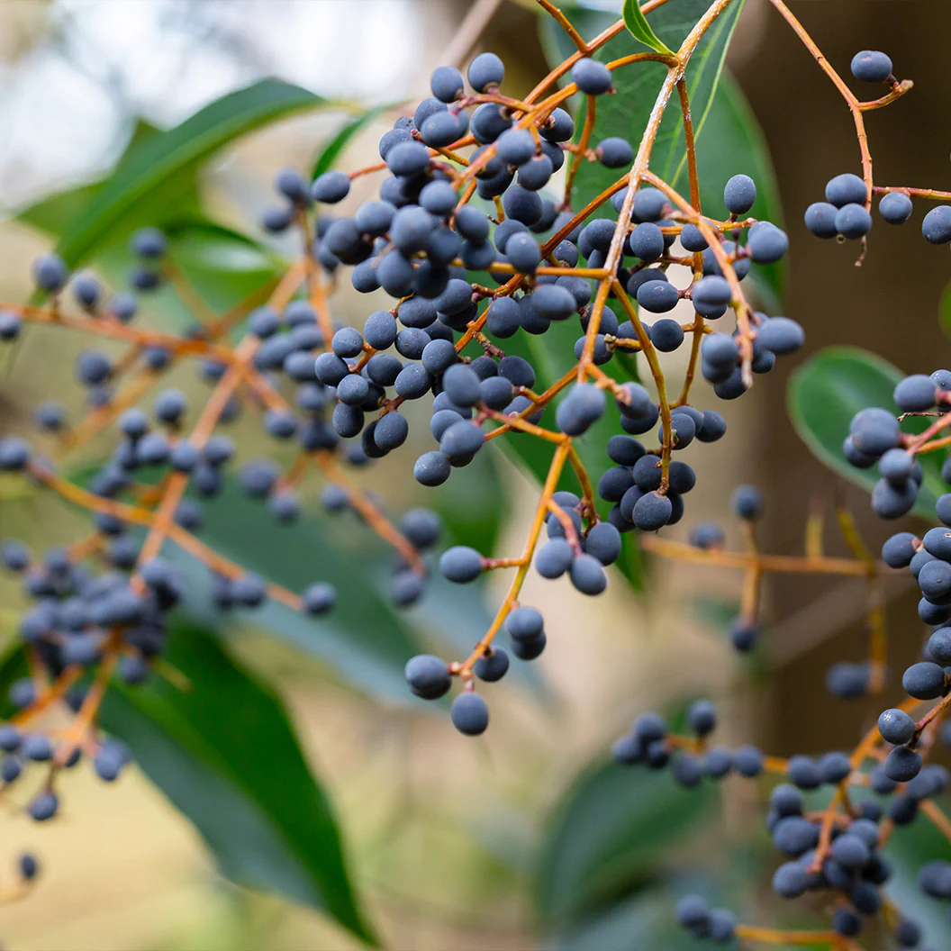 Glossy Privet Bush - Image 4