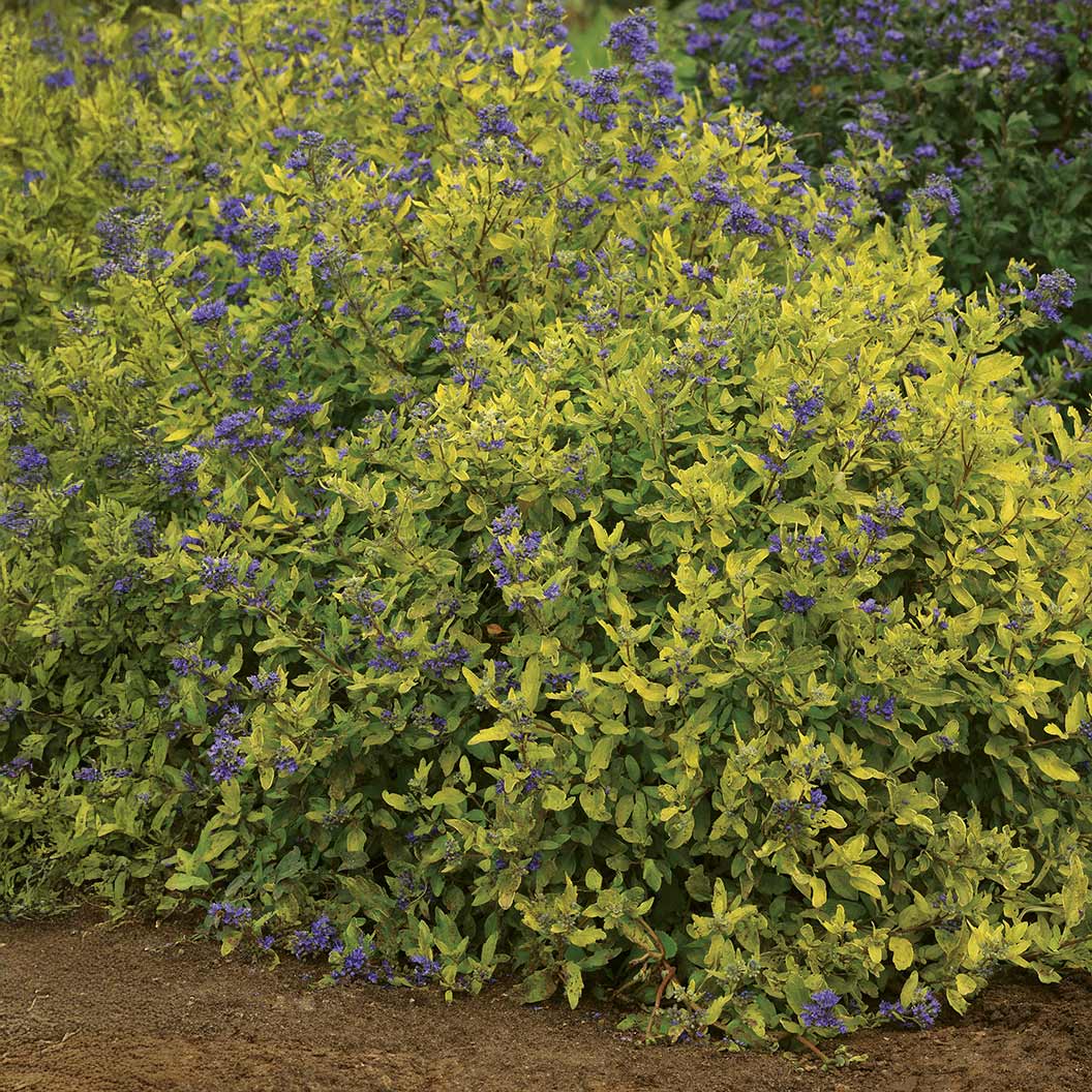 Gold Crest Bluebeard Plant - Image 2