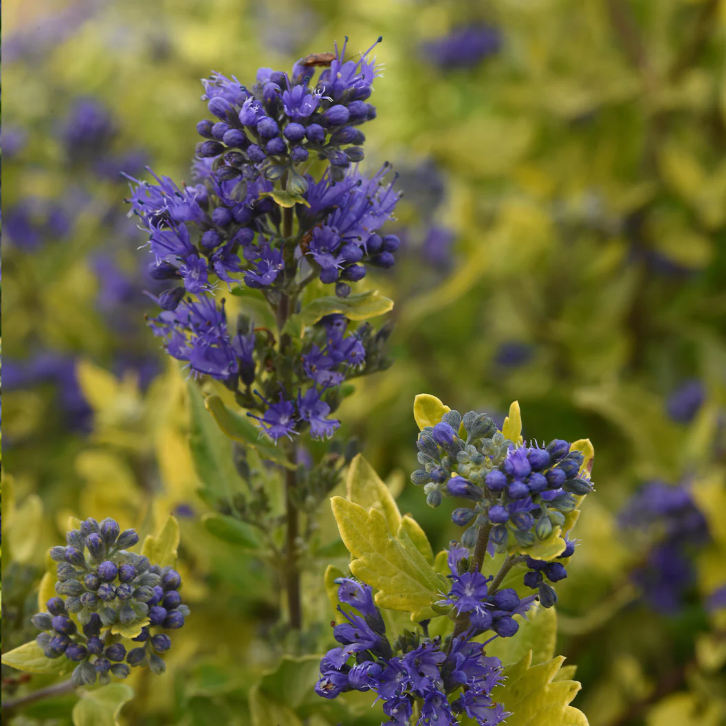Gold Crest Bluebeard Plant - Image 3