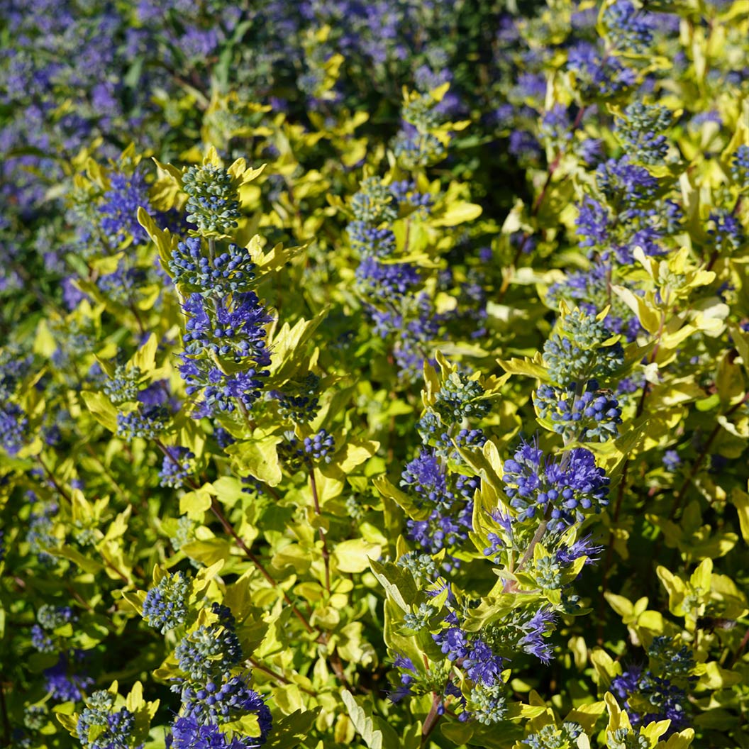 Gold Crest Bluebeard Plant - Image 4