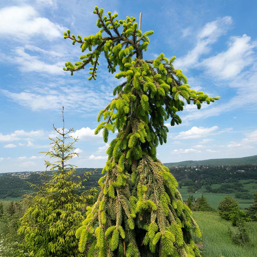 Gold Drift Norway Spruce Tree - Image 2