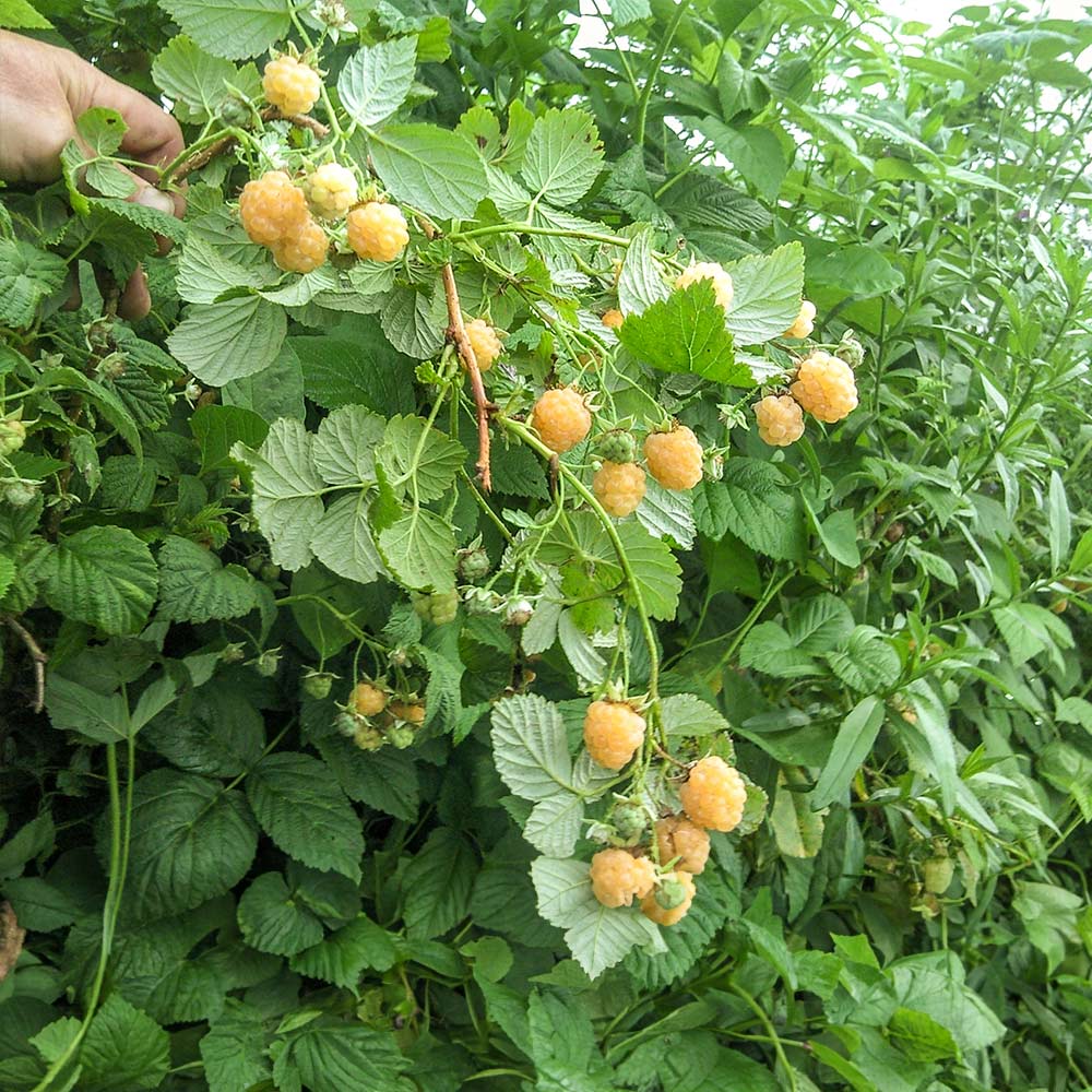 Golden Raspberry California - Image 4
