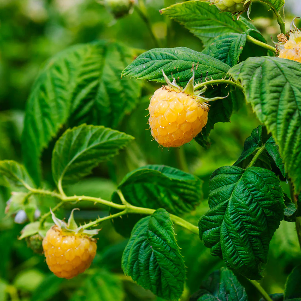 Golden Raspberry Plant - USDA Organic - Image 4