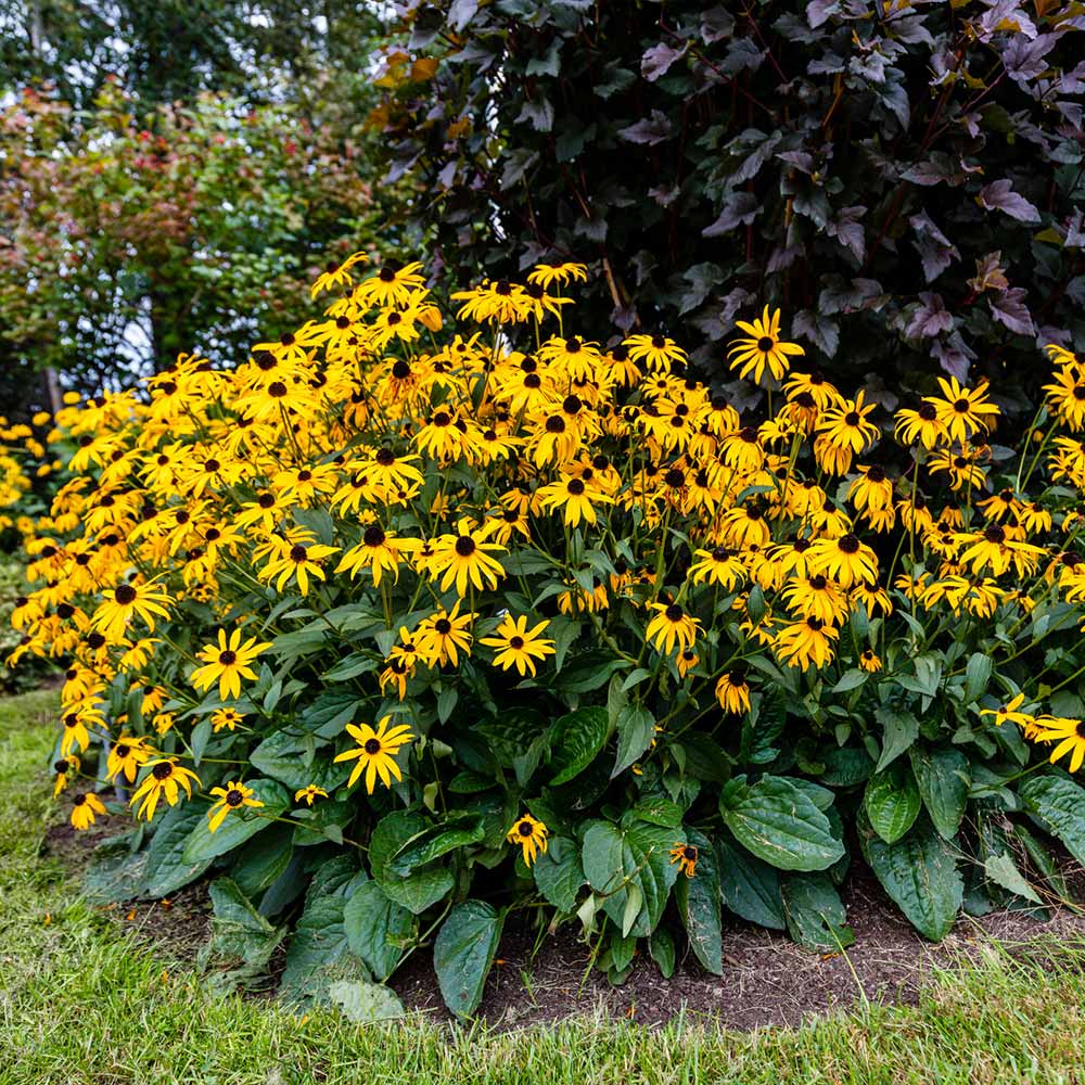 Goldsturm Black-Eyed Susan - Image 3