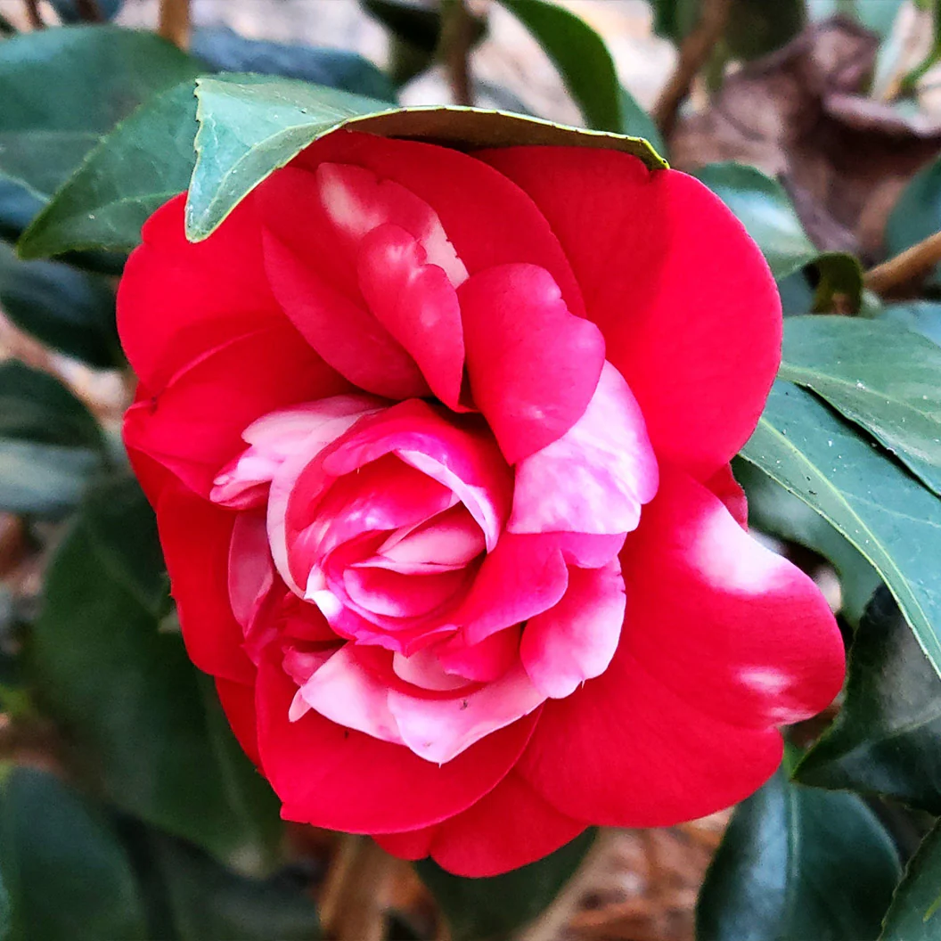 Governor Mouton Camellia Shrub - Image 3