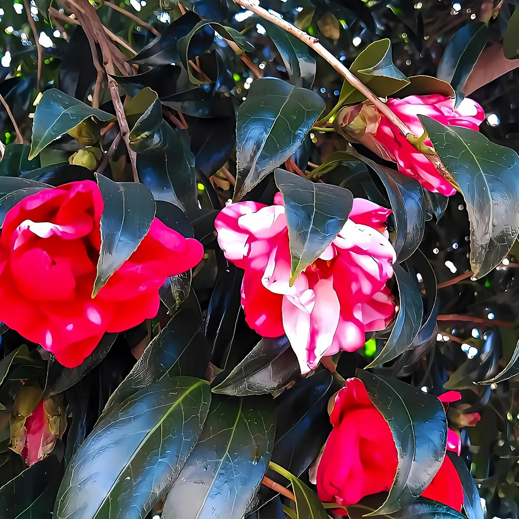 Governor Mouton Camellia Shrub - Image 4