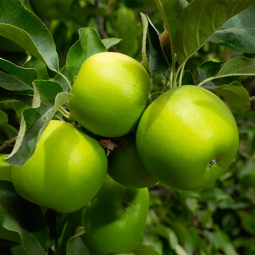 Granny Smith Apple Tree - Image 2