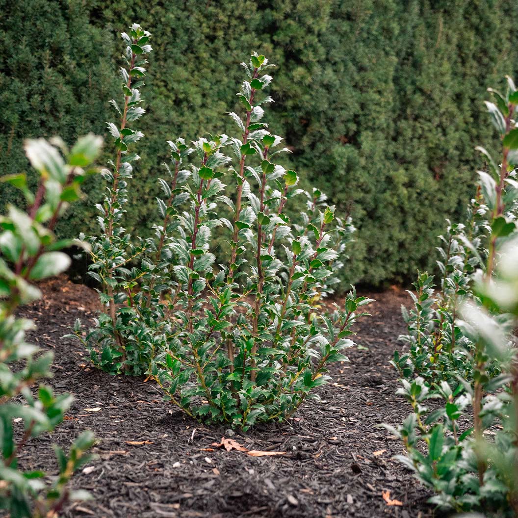 Great Neighbor™ Holly Shrub