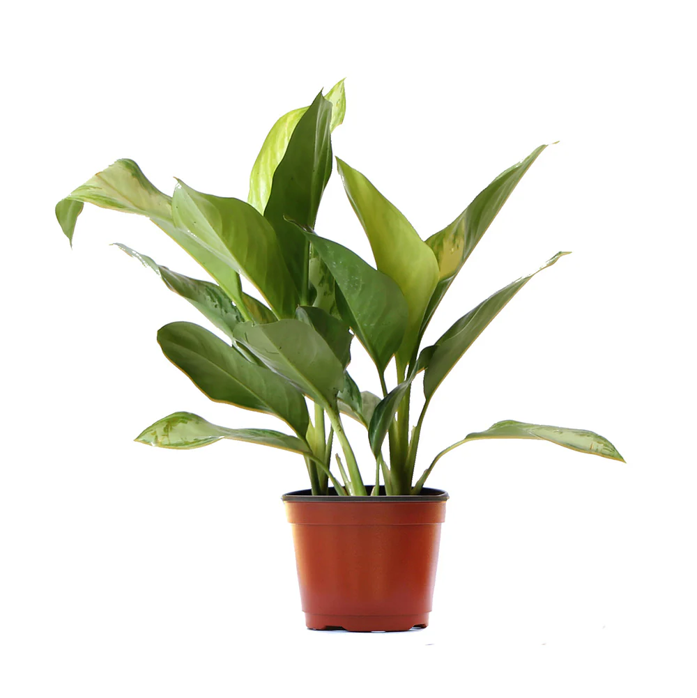 Green Chinese Evergreen Plant - Image 5