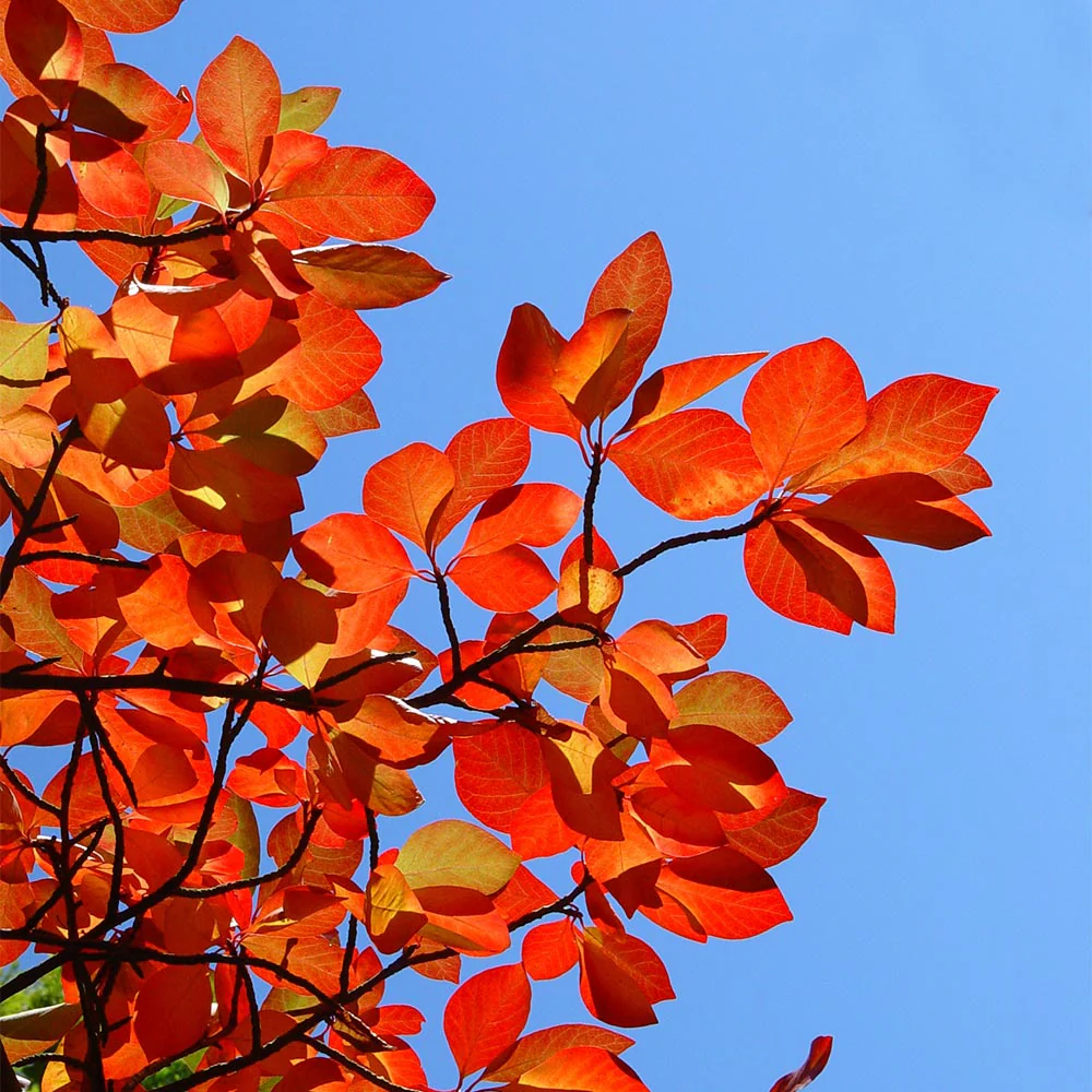 Green Gable⢠Tupelo (Black Gum Tree) - Image 3