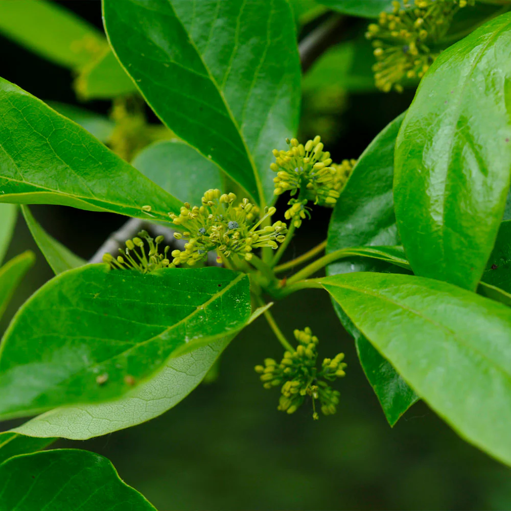 Green Gable⢠Tupelo (Black Gum Tree) - Image 4