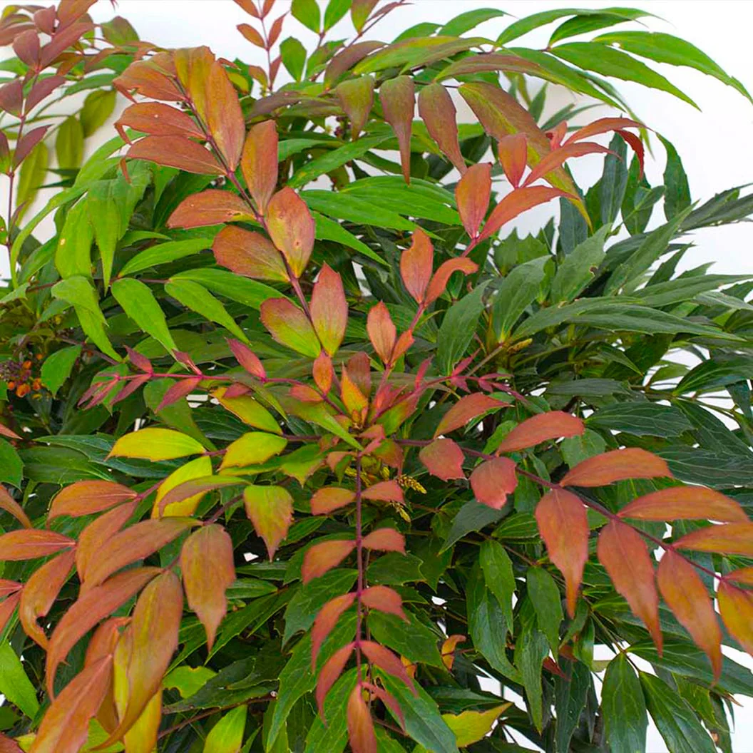 Groovy Glow™ Mahonia Shrub - Image 2