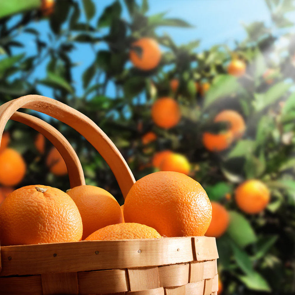 Hamlin Sweet Orange Tree - Image 3
