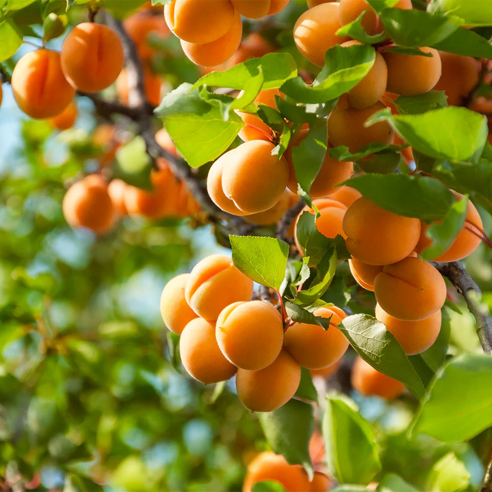Harcot Apricot Tree - Image 2