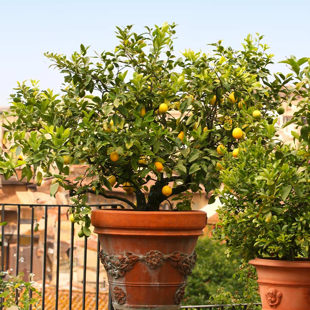 Harvey Lemon Tree - Image 2
