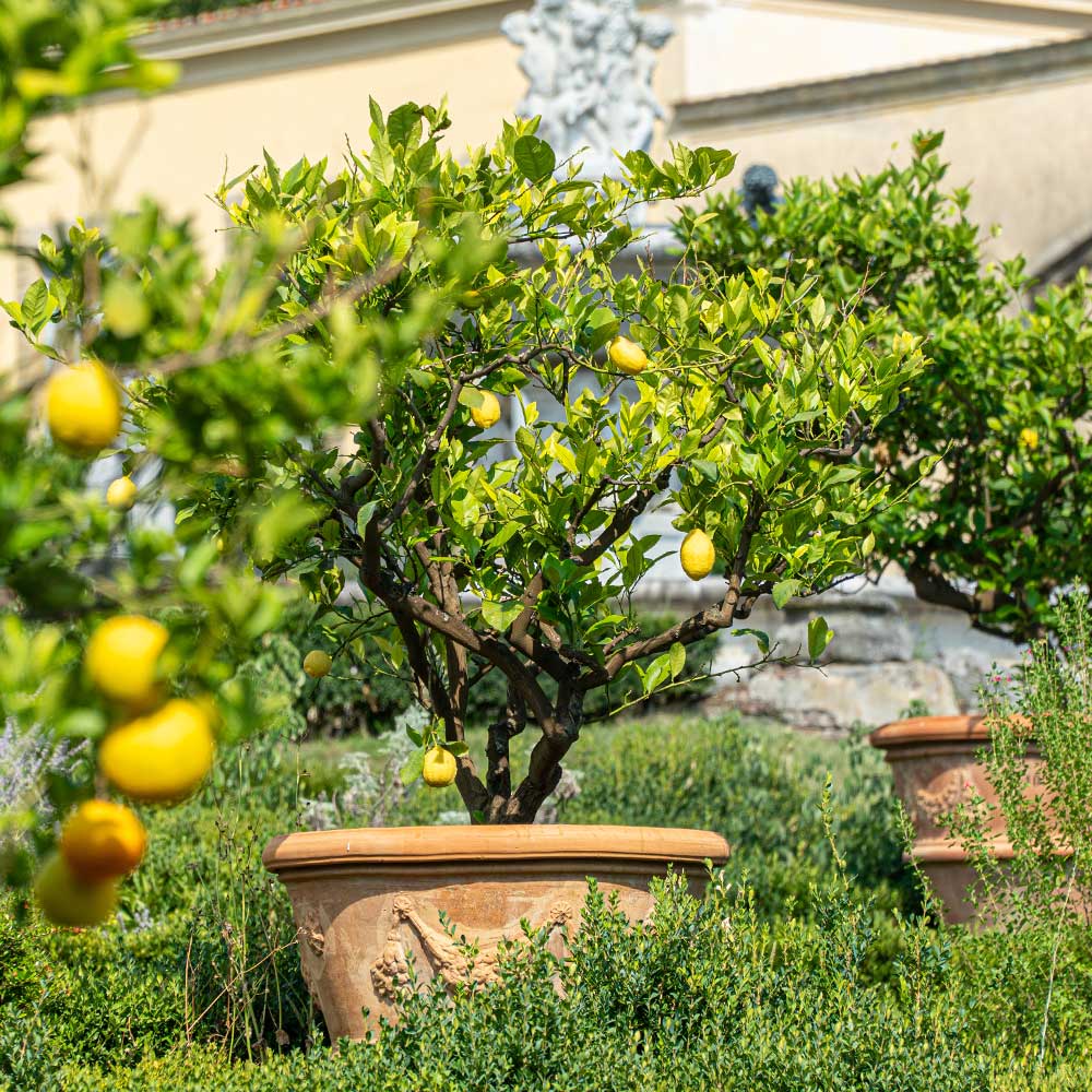 Harvey Lemon Tree - Image 4