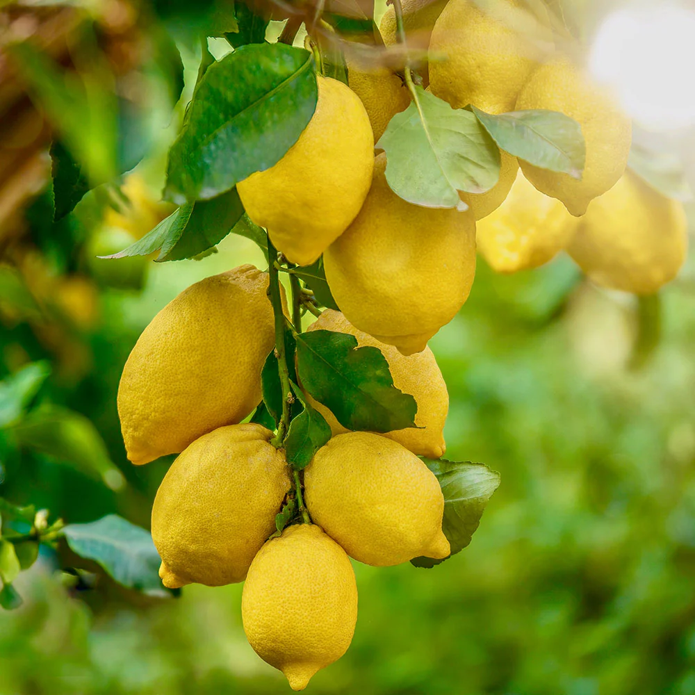 Harvey Lemon Tree - Image 5