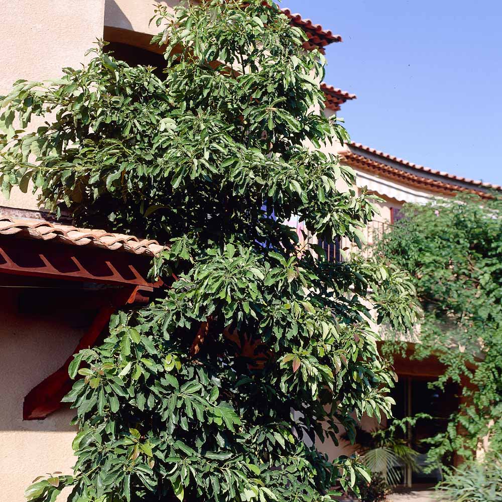 Hass Avocado Tree Arizona - Image 8