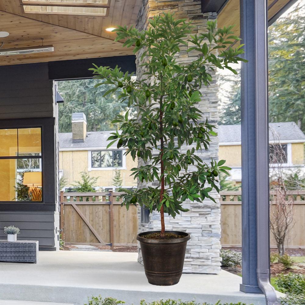 Hass Avocado Tree - Image 2