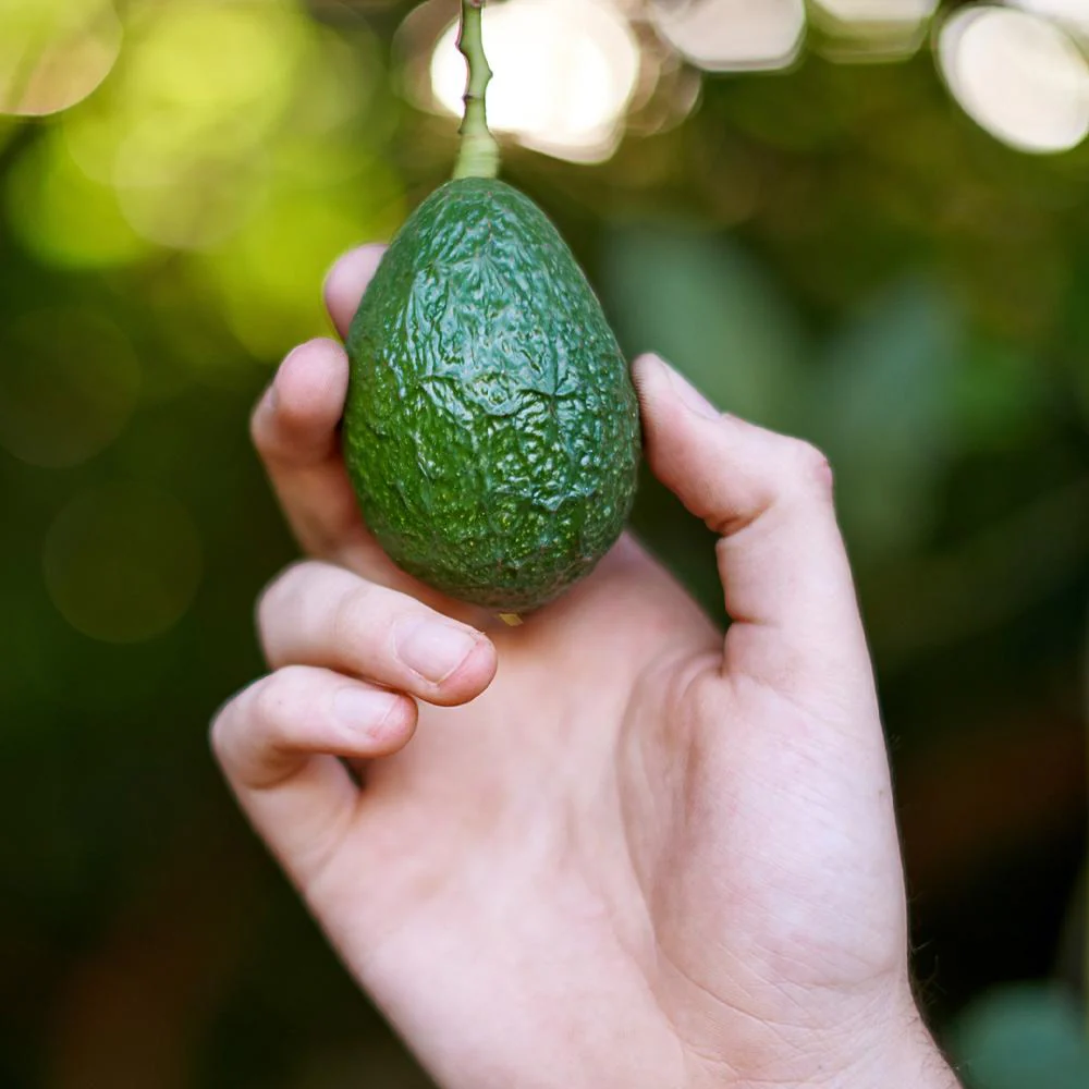 Hass Avocado Tree - Image 3