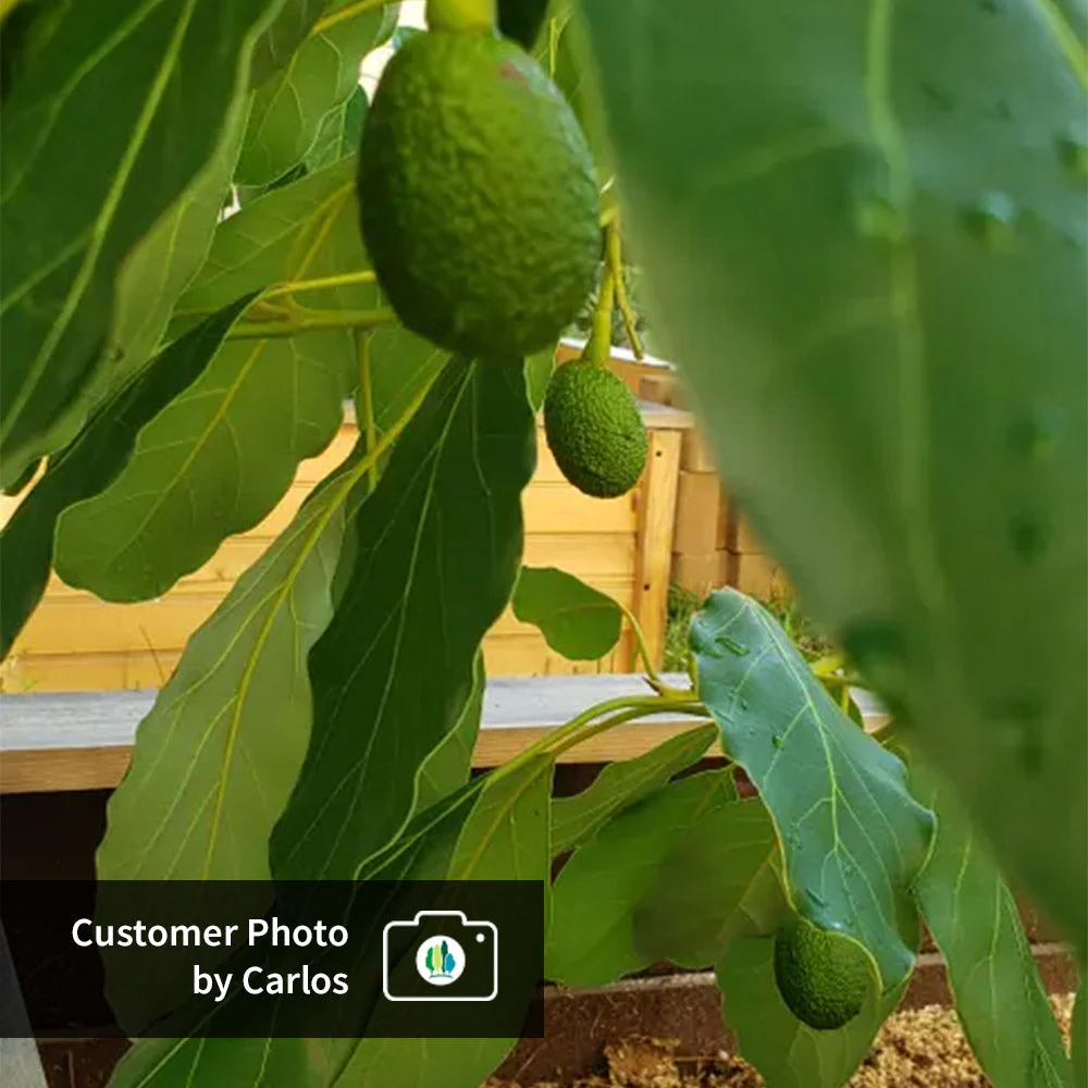 Hass Avocado Tree - Image 8