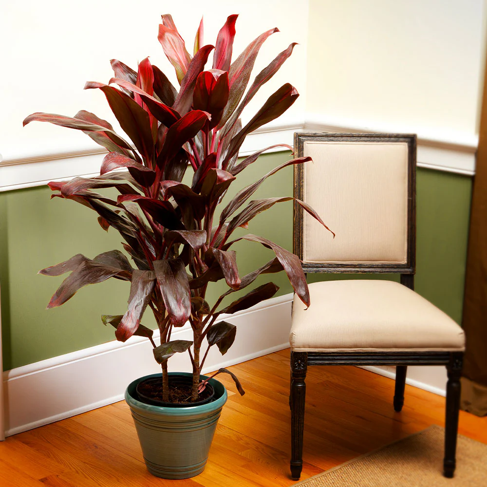 Hawaiian Ti Plant - Image 2