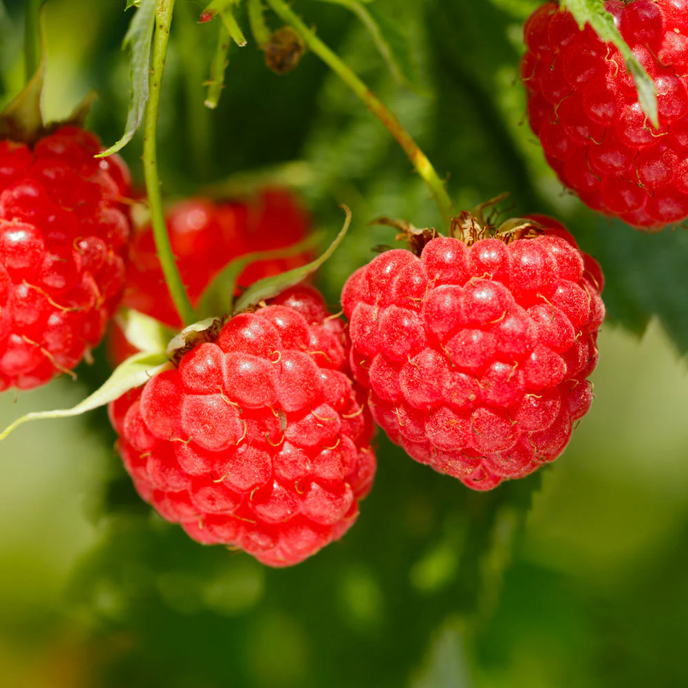 Heritage Everbearing Raspberry Bush - USDA Organic - Image 2