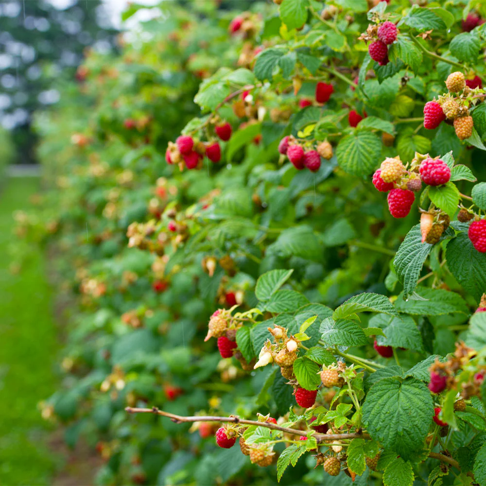 Heritage Everbearing Raspberry Bush - Image 3