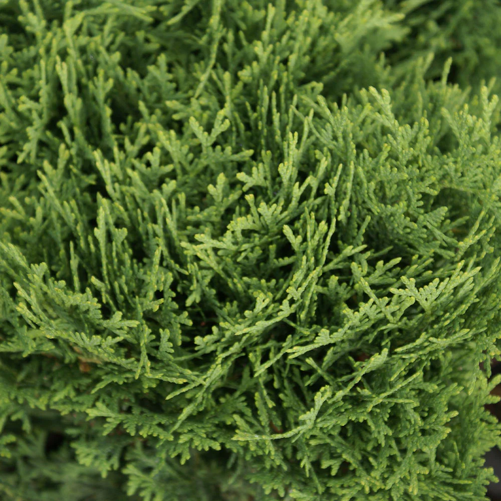 Hetz Midget Thuja Shrub - Image 5