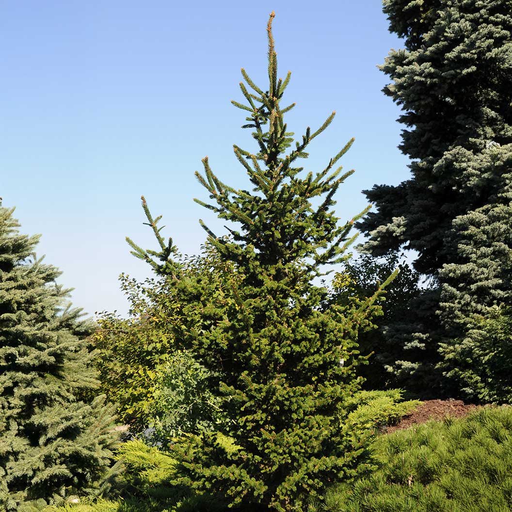 Hillside Upright Norway Spruce Tree - Image 2