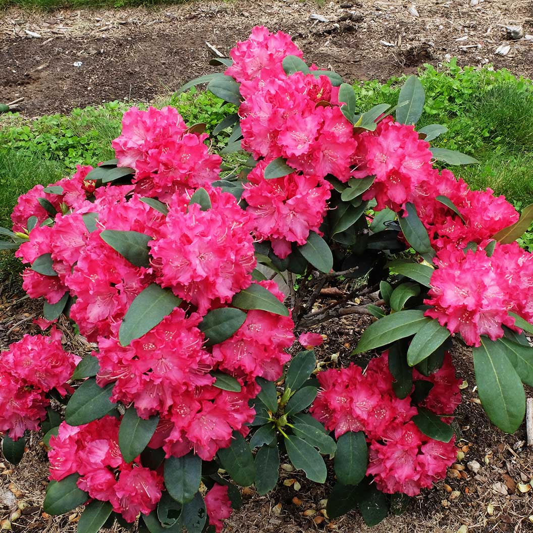 Holden's™ Red Hybrid Rhododendron Shrub - Image 2