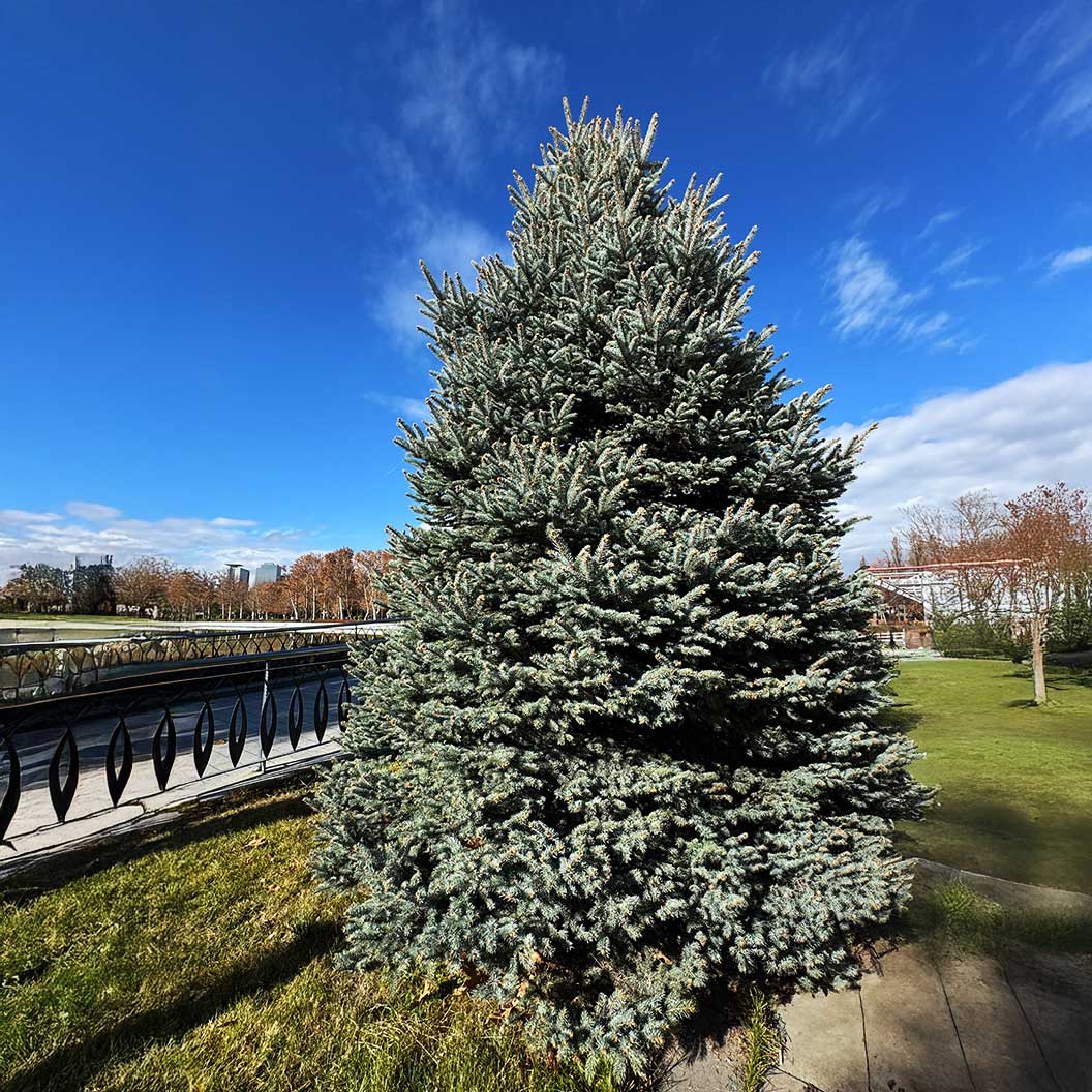 Hoops Blue Spruce Tree - Image 2