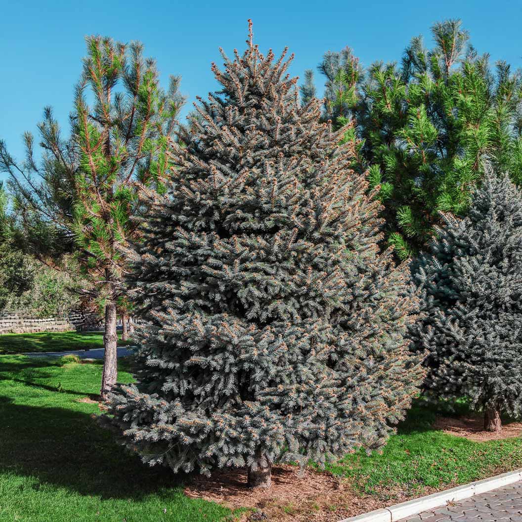 Hoops Blue Spruce Tree - Image 3