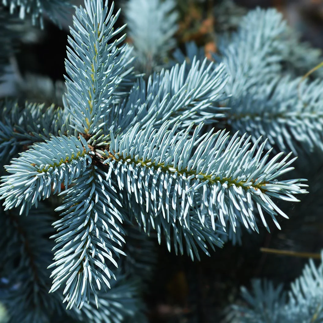 Hoops Blue Spruce Tree - Image 4