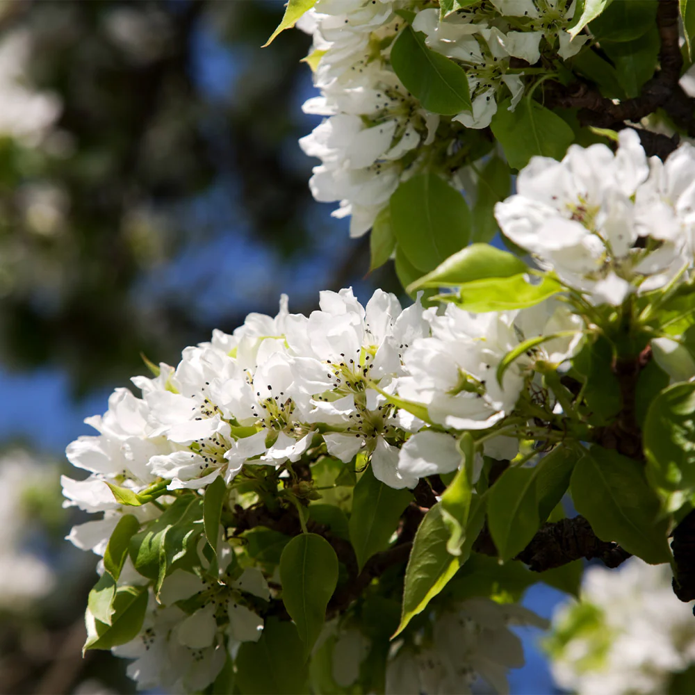 Hosui Asian Pear Tree - Image 5